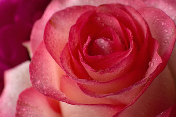 a beautiful bouquet of flowers lilies peonies roses card Wallpaper