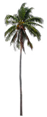 Beautiful coconut tree isolated on white background. Suitable for use in architectural design or Decoration work. Used with natural articles both on print and website.