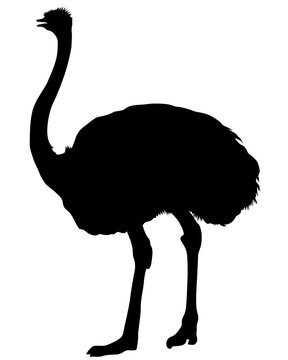 recommend clip art: Wild African ostrich on a white background
