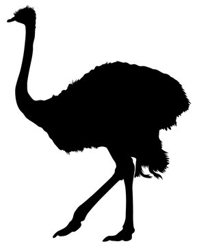 recommend clip art: Wild African ostrich on a white background
