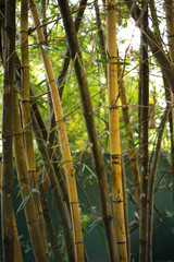 The trunks and sprouts of young bamboo in Sri Lanka in garden of plants and spices
