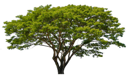 Obraz premium Beautiful tree isolated on white background. Suitable for use in architectural design or Decoration work. Used with natural articles both on print and website.