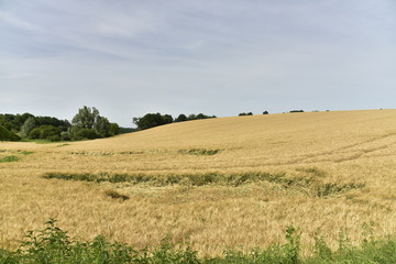 Fototapeta na wymiar Vaste champs de blé sur une colline près du bourg de Vendoire au Périgord Vert