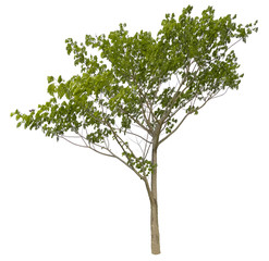 Beautiful tree isolated on white background. Suitable for use in architectural design or Decoration work. Used with natural articles both on print and website.