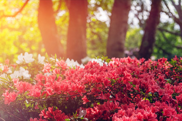 Obraz premium Beautiful Garden with blooming trees during spring time