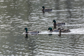 Mallard (Anas platyrhynchos)