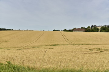 Fototapeta na wymiar Vaste champs de blé devant le château de Vendoire au Périgord Vert
