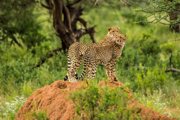 Two cheetahs perched on a termite mound