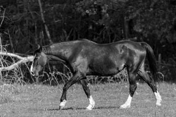 Obraz premium Horse and nature