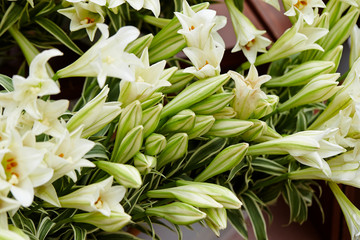 White lily at flower shop 