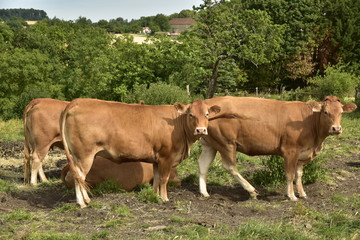 Naklejka na ściany i meble Vaches limousines ,race typique de la région à Vendoire au Périgord Vert