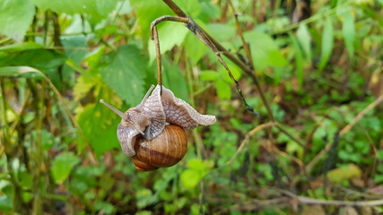 Snail on a branch in the green forest in summer