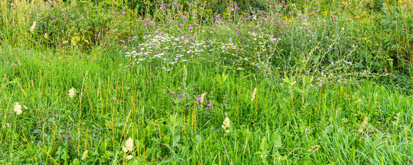 Different field grass on a summer meadow - beautiful panoramic natural background, banner, copy space