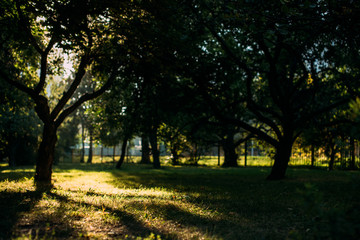Fototapeta premium the park