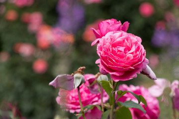 バラの花　千葉県八千代市