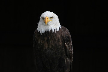Weisskopfseeadler