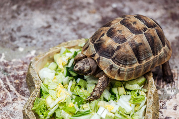 cute turtle eating fresh sliced vegetables in stone bowl