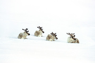 Four reindeer laying in the snow of Svalbard