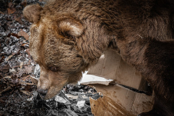 close up portrait of bear waking up from winter sleep searching for food