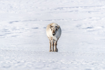 Young  female reindeer on the snow of Svalbard