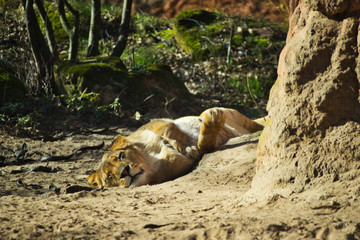 lion resting on rock