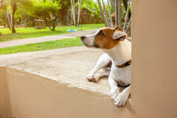 The portrait of jack russell dog is looking to something. 