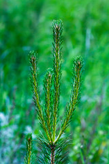 Pine twig. The crown of a young coniferous tree.