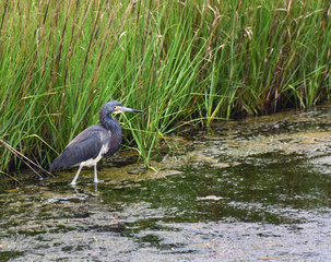 The marsh habitat is a protected preserve supporting a number of species of animals and birds