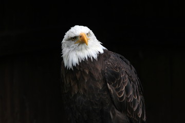 Weisskopfseeadler