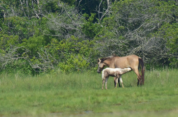 The wild ponies of Assateague Island. A nursing new-born foal.