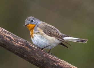 Fototapeta premium small flycatcher