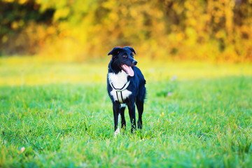 Happy dog in city park