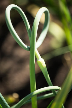 Garlic scape heart