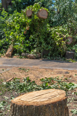 The remains of a fallen tree after a heavy thunderstorm in Berlin, Germany. The fire department has already sawn the branches to make the road passable again.