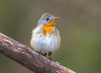 Fototapeta premium small flycatcher
