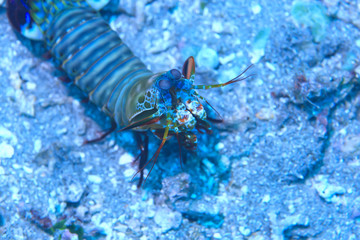 shrimp mantis underwater / underwater scene on a coral reef, tropical sea, unusual creature, macro