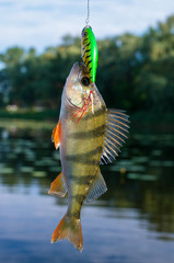 caught perch in the river at the bait, summer