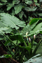 Selective focus of green tropical palm leaves