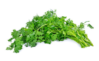 Coriander isolated on white background.