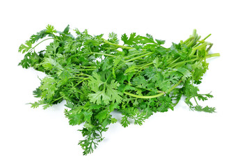 Coriander isolated on white background.