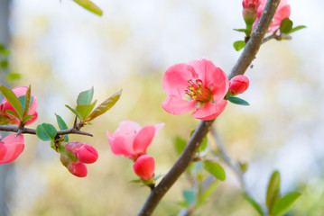 A Flower of Chaenomeles - ボケの花