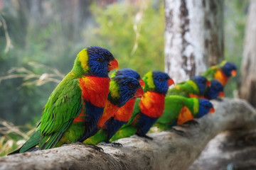 loriinae