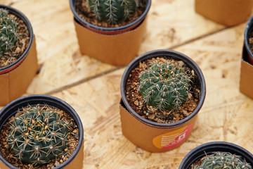 cactus in pot