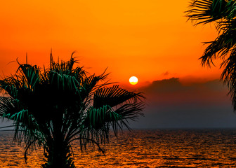 Silhouette of palm trees against a background of orange sea sunset.