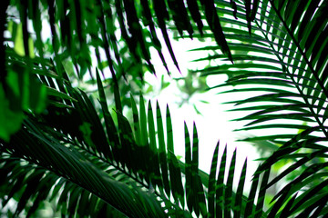nature background leaf green environment
