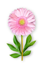 Combined unusual gerbera flower. Pink gerbera with peony leaves. Art object on a white background.
