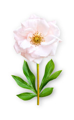 Obraz na płótnie Canvas Combined unusual flower park rose. Pink park rose with peony leaves. Art object on a white background.