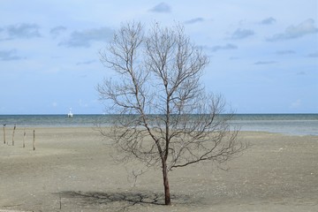 Fototapeta na wymiar Dead tree on the beach