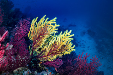 Gorgonian of mediterranean sea.