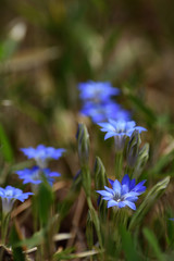 Bright blue gentian flowers in a meadow.